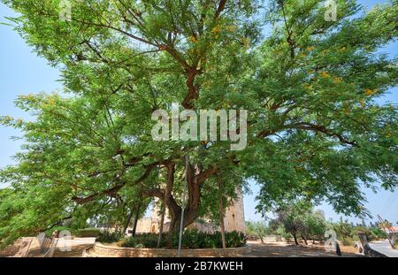 L'immense arbre de bois de rose Tipuana tipu, qui s'est construit au château de Kolossi. Kolossi. District de Limassol. Chypre Banque D'Images