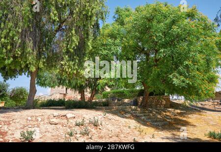 L'arbre en fleurs de Callistemon et l'arbre Tipuana tipu en bois de rose dans le jardin du château de Kolossi. Kolossi. District de Limassol. Chypre Banque D'Images