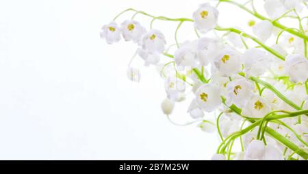 Délicates bourgeons blancs cloches fleurs de Lily de la vallée près d'un fond blanc avec un espace de copie, foyer sélectif Banque D'Images