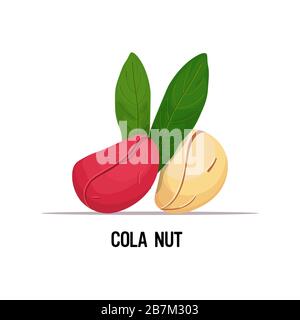 noix de cola avec feuilles isolées sur fond blanc saine alimentation végétarienne concept illustration vectorielle Illustration de Vecteur