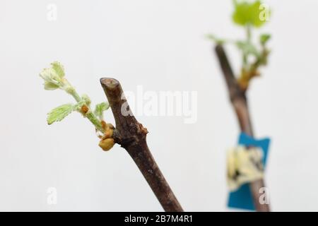 Plantules fleuriantes d'une vigne sur fond blanc. La croissance de jeunes raisins feuilles dans la pépinière. Banque D'Images