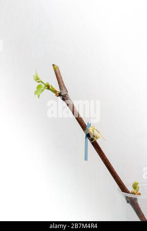 Plantules fleuriantes d'une vigne sur fond blanc. La croissance de jeunes raisins feuilles dans la pépinière. Banque D'Images