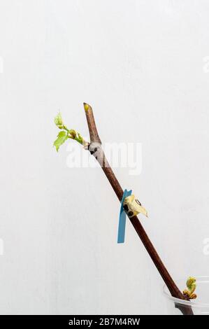 Plantules fleuriantes d'une vigne sur fond blanc. La croissance de jeunes raisins feuilles dans la pépinière. Banque D'Images