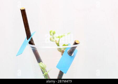 Plantules fleuriantes d'une vigne sur fond blanc. La croissance de jeunes raisins feuilles dans la pépinière. Banque D'Images