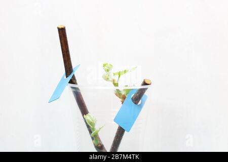 Plantules fleuriantes d'une vigne sur fond blanc. La croissance de jeunes raisins feuilles dans la pépinière. Banque D'Images