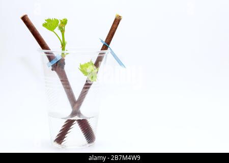 Plantules fleuriantes d'une vigne sur fond blanc. La croissance de jeunes raisins feuilles dans la pépinière. Banque D'Images