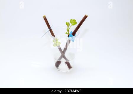 Plantules fleuriantes d'une vigne sur fond blanc. La croissance de jeunes raisins feuilles dans la pépinière. Banque D'Images