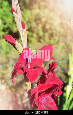 Élégant gladiolus rouge près dans le jardin Banque D'Images