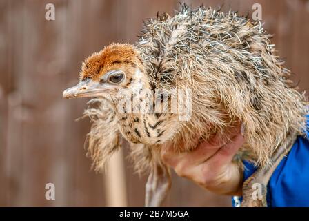 Autruche chick à la main dans la ferme d'autruche Striegistal en Saxe, Allemagne Banque D'Images