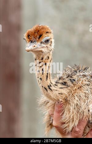 Autruche chick à la main dans la ferme d'autruche Striegistal en Saxe, Allemagne Banque D'Images