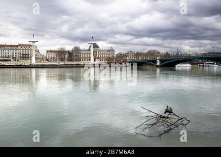 Cormorant desséchant ses ailes devant le Pont de l'Université sur le Rhône à Lyon France. Banque D'Images