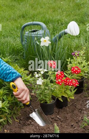 Le jardinier féminin plante des fleurs verveine rouges et blanches sur un lit de jardin à l'aide d'une pelle. Arrosoir et herbe verte sur l'arrière-plan. Banque D'Images