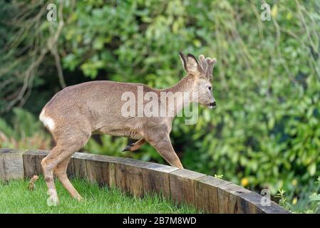 Cerf de Virginie (Capreolus capreolus) buck avec des cornes en développement sur des contreforts en bois tenant une pelouse de jardin mitoyenne, jardin du Wiltshire, Royaume-Uni, février Banque D'Images