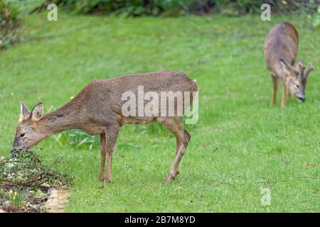 Le cerf de Virginie (Capreolus capreolus) bante une brousse basse de Cotoneaster dans un lit fleuri tout en se tenant sur une pelouse, avec une herbe de pâturage de buck, Wiltshire, Royaume-Uni. Banque D'Images