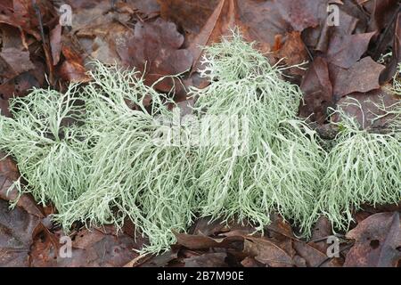 Ramalina farinacea, connue sous le nom de Farinose cartilage Lichen, une lichen épiphytique fruticose de Finlande Banque D'Images