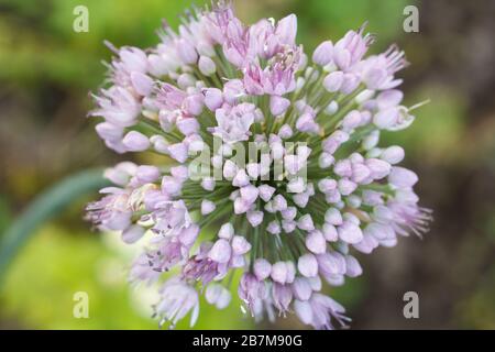 Vue rapprochée de la flèche de l'oignon vert en fleurs avec arrière-plan flou. Vue d'en haut. Profondeur de champ. Banque D'Images
