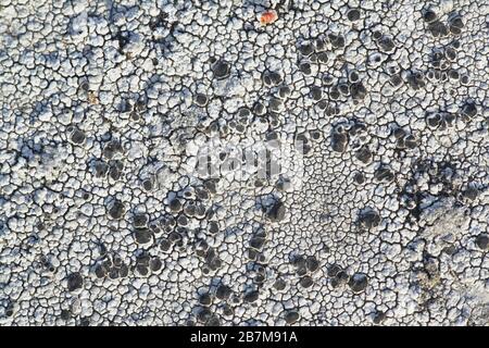 Les Rhizocardons ou les lichens cartographiques sont considérés comme l'organisme vivant le plus ancien sur Terre, estimé à 8,600 ans. Spécimen de Finlande Banque D'Images