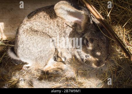 Lapin domestique, paille de lit dans le hutch, lapin, kit, chaton, nid, doe, jill, nid, huit jours de litière, alimentation, le 16 mars 2020. (Photo CTK Banque D'Images