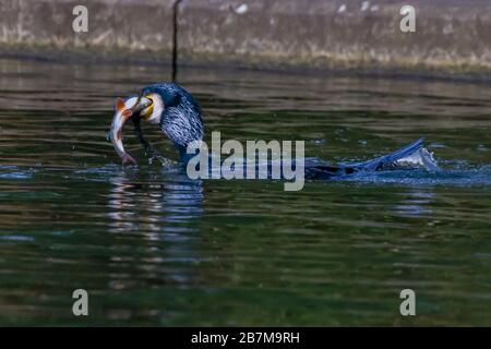 Northampton, Royaume-Uni, 17 mars 2020, un temps terne n'a pas arrêté ce Cormorant. Phalacrocurax cabo (Phalacrocoracidae) de prendre le petit déjeuner dans le lac inférieur à Abington Park. Crédit : Keith J Smith./Alay Live News Banque D'Images