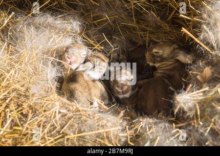 Lapin domestique, litière de paille en hutch, lapin, kit, chaton, quatre jours de litière pour nouveau-né au nid, nid, nid, huit jours de litière, le 16 mars 202 Banque D'Images