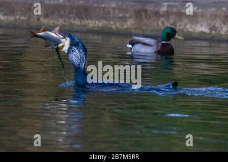 Northampton, Royaume-Uni, 17 mars 2020, un temps terne n'a pas arrêté ce Cormorant. Phalacrocurax cabo (Phalacrocoracidae) de prendre le petit déjeuner dans le lac inférieur à Abington Park. Crédit : Keith J Smith./Alay Live News Banque D'Images