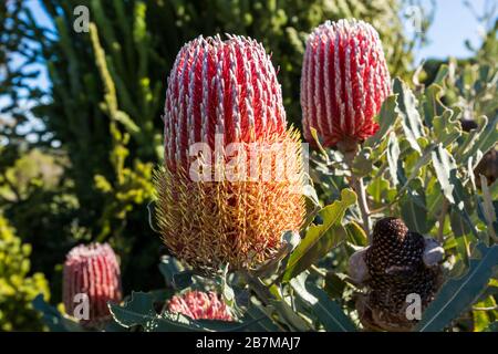 Menzies Banksia fleurs et feuilles hiver floraison soleil jour Banque D'Images