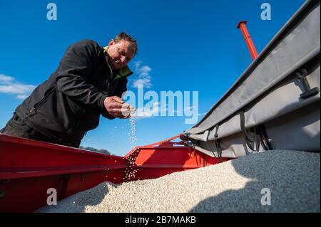 16 mars 2020, Basse-Saxe, Hanstedt I: Farmer Carsten Lichte laisse passer l'engrais azoté par ses mains, qu'il répand ensuite sur un terrain. Photo: Philipp Schulze/dpa Banque D'Images