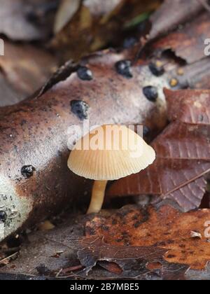 Tubaria furfuracea, communément connu sous le nom de brindille scurfy, champignons sauvages qui poussent en hiver en Finlande Banque D'Images