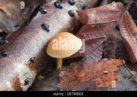 Tubaria furfuracea, communément connu sous le nom de brindille scurfy, champignons sauvages qui poussent en hiver en Finlande Banque D'Images