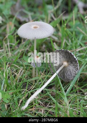 Parasola sp, champignon à capuchon d'inkcap de Finlande Banque D'Images