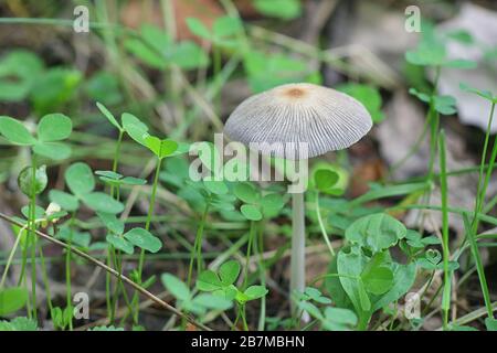 Parasola sp, champignon à capuchon d'inkcap de Finlande Banque D'Images