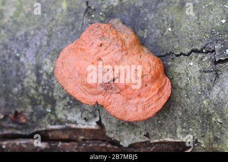 Trametes cinnabarina, connue sous le nom de Cinnabar Bracket ou Northern Cinnabar Polypore, champignon sauvage de Finlande Banque D'Images