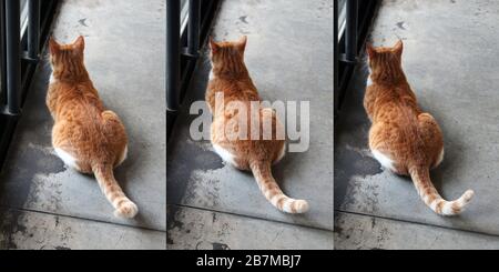 Trois images différentes d'un chat de gingembre composé numériquement. Vue du chat depuis l'arrière, vue en grand angle. La queue se déplace et le corps reste le même. Banque D'Images