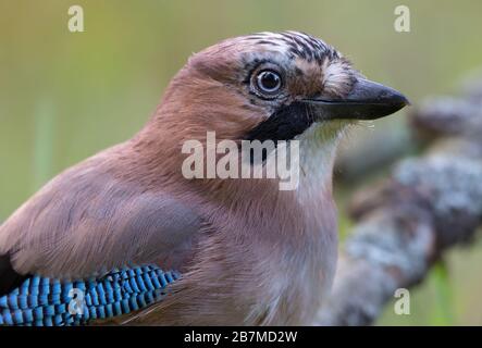 Eurasien Jay (garrulus glandarius) près du portrait de tête avec lumière du soir Banque D'Images