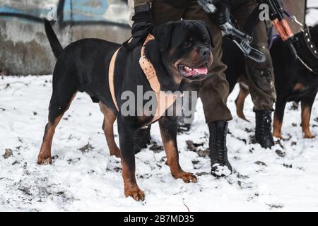Chien rottweiler adulte près d'un militaire. Gros plan. Banque D'Images