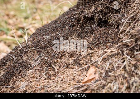 Grand anthill avec colonie de fourmis dans les bois de forêt. Grande colonie de fourmis rouges et noirs et nid géant fourré fait d'épinette ou de pin dans la forêt de Slovénie. Banque D'Images