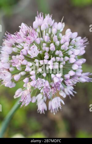 Vue rapprochée de la flèche de l'oignon vert en fleurs avec arrière-plan flou. Vue d'en haut. Profondeur de champ. Banque D'Images