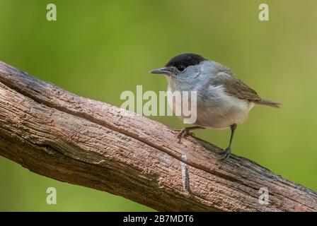 Blackcap eurasien - Sylvia atricapilla, oiseau brun discret des forêts et des bois européens, Hortobagy, Hongrie. Banque D'Images