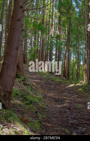 Sentier de randonnée de Gruta do natal sur l'île de Terceira aux Açores. Banque D'Images