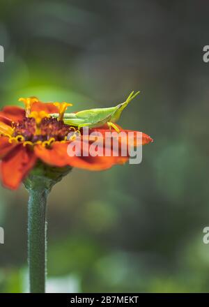 Une macro-photo d'un sauterelle assis sur une fleur orange dynamique de Zinnia Banque D'Images