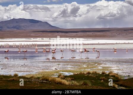 Flamingos nourrissant à Laguna Colorada en Bolivie Banque D'Images