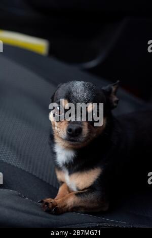 Chien en voiture. Drôle chihuahua. Petit chien sur le siège en voiture. Chien avec de grandes oreilles dans une voiture attendant le propriétaire. Chien de chihuahua noir Banque D'Images