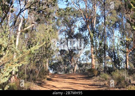 La magie des bois au rens lair Narrogin Banque D'Images