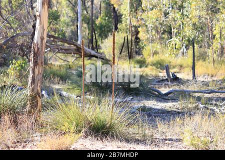 La magie des bois au rens lair Narrogin Banque D'Images