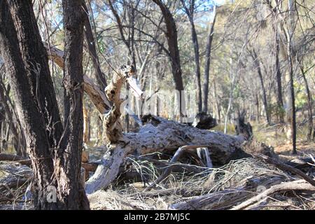 La magie des bois au rens lair Narrogin Banque D'Images