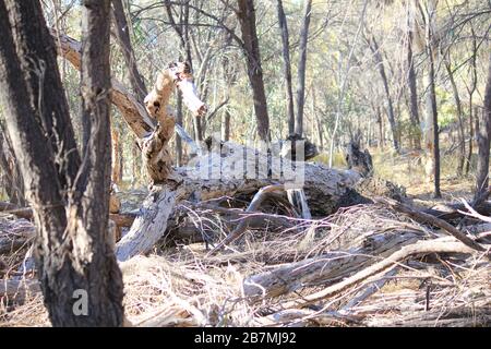 La magie des bois au rens lair Narrogin Banque D'Images