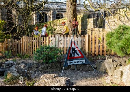 Les hommes des chirurgiens abattant les branches endommagées des arbres dans les jardins du Musée York North Yorkshire Angleterre Royaume-Uni GB Grande-Bretagne Banque D'Images