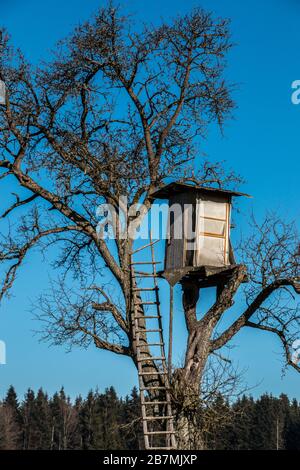 Boiteux élevé se cachent au-dessus d'un arbre élevé Banque D'Images