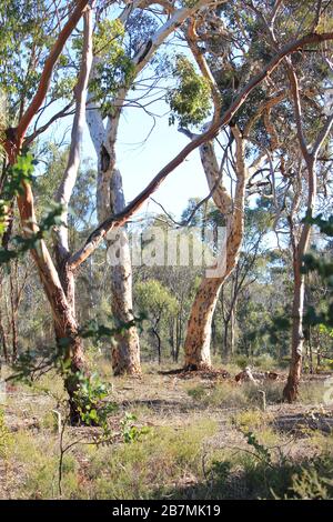 La magie des bois au rens lair Narrogin Banque D'Images