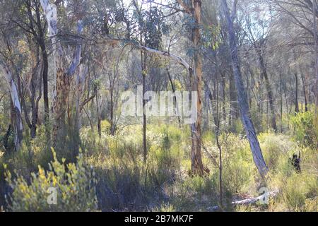 La magie des bois au rens lair Narrogin Banque D'Images